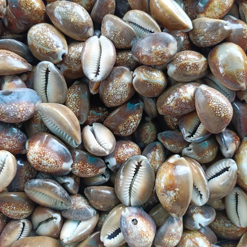 Cowrie Shells — Mérìndínlógún